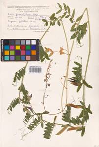Горошек крупноцветковый Scop., Восточная Европа, Молдавия (E13a) (Молдавия)