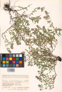 MHA 0 157 098, Thymus pannonicus All., Восточная Европа, Нижневолжский район (E9) (Россия)