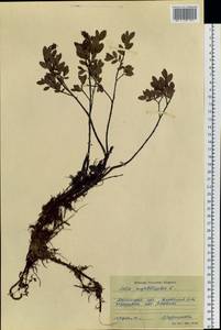 Ива черничная L., Сибирь, Западная Сибирь (S1) (Россия)