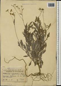 Parthenium argentatum A. Gray, Кавказ, Абхазия (K4a) (Абхазия)
