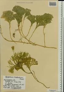 Дифазиаструм трехколосковый (Pursh) Holub, Восточная Европа, Волжско-Камский район (E7) (Россия)