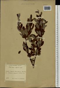 Salix ×laurina Sm., Восточная Европа, Центральный район (E4) (Россия)