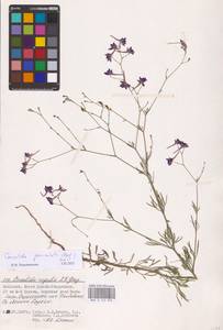 Delphinium consolida subsp. paniculatum (Host) N.Busch, Восточная Европа, Нижневолжский район (E9) (Россия)