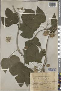 Хмель обыкновенный L., Сибирь, Дальний Восток (S6) (Россия)