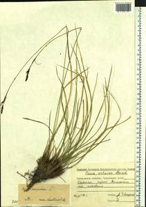 Осока дернистая L., Сибирь, Чукотка и Камчатка (S7) (Россия)