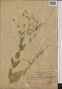 Gypsophila vaccaria (L.) Sm., Средняя Азия и Казахстан, Западный Тянь-Шань и Каратау (M3) (Узбекистан)