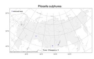 Pilosella sulphurea (Döll) F. W. Schultz & Sch. Bip., Атлас флоры России (FLORUS) (Россия)
