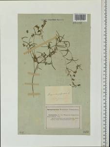 Люцерна многорогая (L.)Trautv., Средняя Азия и Казахстан, Прикаспийский Устюрт и Северное Приаралье (M8) (Казахстан)