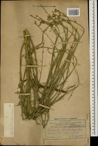 Хондрилла ситниковидная L., Кавказ, Армения (K5) (Армения)