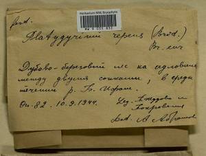 Platygyrium repens (Brid.) Schimp., Гербарий мохообразных, Мхи - Дальний Восток (без Чукотки и Камчатки) (B20) (Россия)