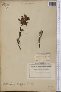 Calliandra brevipes Benth., Америка (AMER) (Бразилия)