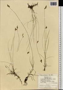 Осока ранняя Schreb., Восточная Европа, Западно-Украинский район (E13) (Украина)