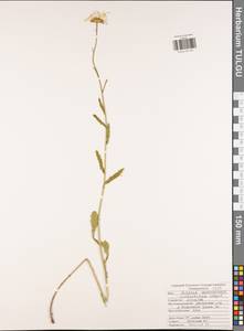 Нивяник обыкновенный, Поповник Lam., Восточная Европа, Центральный район (E4) (Россия)