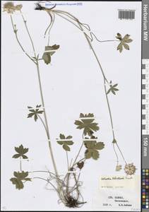 Астранция трехнадрезная Hoffm., Кавказ, Ставропольский край, Карачаево-Черкесия, Кабардино-Балкария (K1b) (Россия)