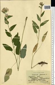 Колокольчик скученный, Колокольчик сборный L., Восточная Европа, Средневолжский район (E8) (Россия)