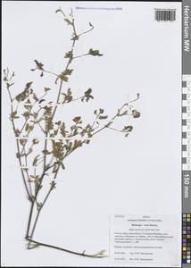 Medicago × varia Martyn, Сибирь, Прибайкалье и Забайкалье (S4) (Россия)