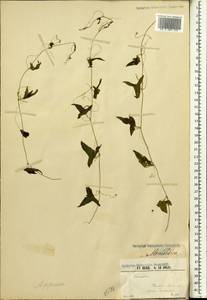 Momordica, Африка (AFR) (Гвинея)