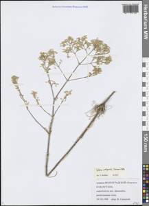 Смолевка волжская (Hornem.) Otth, Средняя Азия и Казахстан, Прикаспийский Устюрт и Северное Приаралье (M8) (Казахстан)