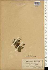 Лапчатка многонадрезанная, Лапчатка многонадрезная L., Монголия (MONG) (Монголия)