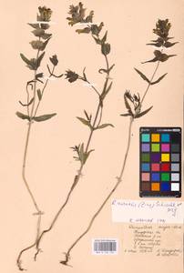 MHA 0 162 124, Rhinanthus serotinus var. vernalis (N.W.Zinger) Janch., Восточная Европа, Центральный район (E4) (Россия)