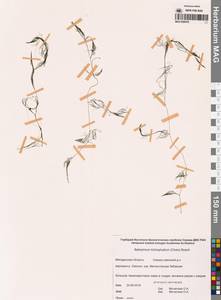 Лютик волосолистный, Шелковник волосолистный Chaix, Сибирь, Чукотка и Камчатка (S7) (Россия)