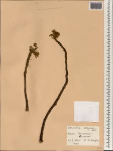 Sterculia setigera Delile, Африка (AFR) (Мали)