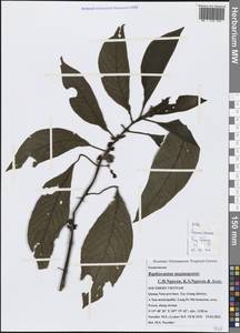 Raphiocarpus taygiangensis C. H. Nguyen, K. S. Nguyen & Aver., Зарубежная Азия (ASIA) (Вьетнам)