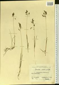 Anthoxanthum nitens (Weber) Y.Schouten & Veldkamp, Сибирь, Дальний Восток (S6) (Россия)