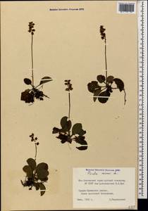 Грушанка малая L., Кавказ, Южная Осетия (K4b) (Южная Осетия)