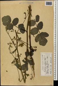Pastinaca sativa subsp. urens (Req. ex Godr.) Celak., Кавказ, Грузия (K4) (Грузия)