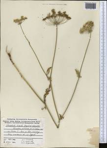 Скалигерия шероховатая (Regel & Schmalh.) Lipsky ex Korovin, Средняя Азия и Казахстан, Памир и Памиро-Алай (M2) (Таджикистан)