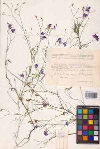 Delphinium consolida subsp. consolida, Восточная Европа, Южно-Украинский район (E12) (Украина)