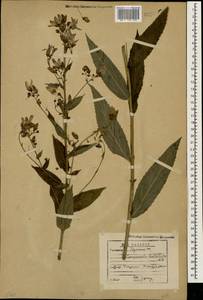 Колокольчик молочноцветковый M.Bieb., Кавказ, Грузия (K4) (Грузия)