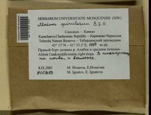 Mnium spinulosum Bruch & Schimp., Гербарий мохообразных, Мхи - Северный Кавказ и Предкавказье (B12) (Россия)