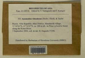 Anomodon viticulosus (Hedw.) Hook. & Taylor, Гербарий мохообразных, Мхи - Западная Сибирь (включая Алтай) (B15) (Россия)