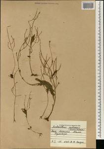 Aeollanthus pubescens Benth., Африка (AFR) (Мали)