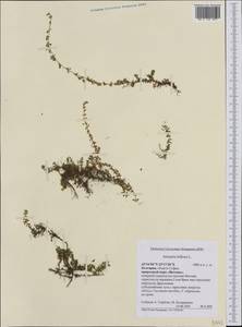 Arenaria biflora L., Западная Европа (EUR) (Болгария)