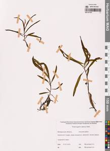 Рдест альпийский Balb., Сибирь, Чукотка и Камчатка (S7) (Россия)