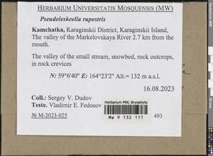 Pseudoleskeella rupestris (Berggr.) Hedenäs & L. Söderstr., Гербарий мохообразных, Мхи - Чукотка и Камчатка (B21) (Россия)