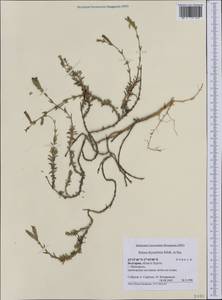 Silene thymifolia Sm., Западная Европа (EUR) (Болгария)