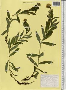 Pentanema salicinum subsp. salicinum, Восточная Европа, Северный район (E1) (Россия)