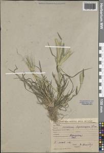 Ячмень заячий (Link) Arcang., Средняя Азия и Казахстан, Сырдарьинские пустыни и Кызылкумы (M7) (Узбекистан)