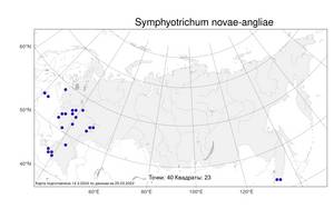 Symphyotrichum novae-angliae, Американская астра новоанглийская (L.) G. L. Nesom, Атлас флоры России (FLORUS) (Россия)