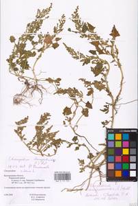 Oxybasis chenopodioides (L.) S. Fuentes, Uotila & Borsch, Восточная Европа, Центральный лесостепной район (E6) (Россия)