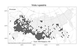 Viola rupestris, Фиалка скальная F. W. Schmidt, Атлас флоры России (FLORUS) (Россия)