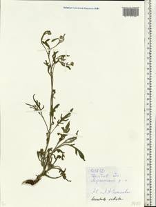 Klasea radiata subsp. radiata, Восточная Европа, Центральный лесостепной район (E6) (Россия)