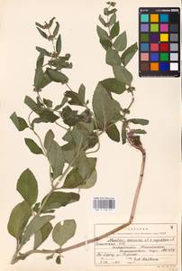 MHA 0 158 477, Mentha × verticillata L., Восточная Европа, Эстония (E2c) (Эстония)