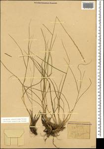 Pseudoroegneria gracillima (Nevski) Á.Löve, Кавказ, Ставропольский край, Карачаево-Черкесия, Кабардино-Балкария (K1b) (Россия)