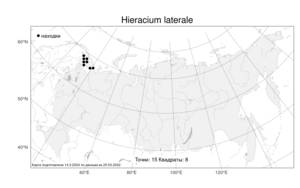 Hieracium laterale, Яcтребинка боковая Norrl., Атлас флоры России (FLORUS) (Россия)