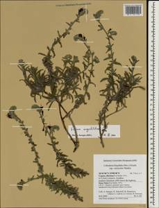 Echium angustifolium, Зарубежная Азия (ASIA) (Кипр)